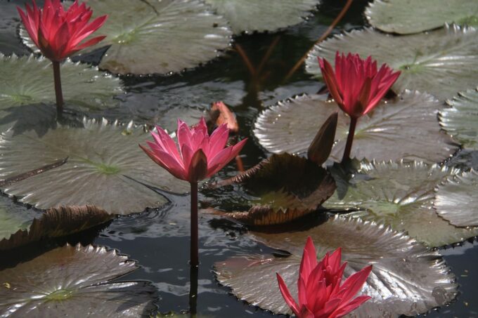 lotus-flower-g608f4b7e6_1280 Lotus-Blume